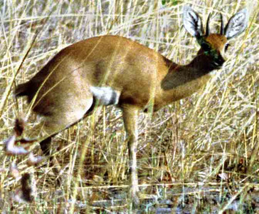 Steenbok