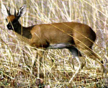 Steenbok