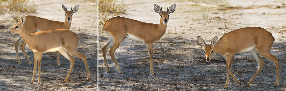 Steenbok