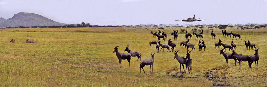 Topi, Lions and an Airplane