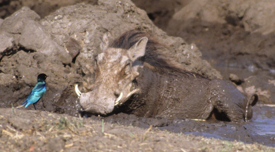 Warthog with Glossy Starling