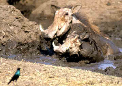 Warthogs in Mud Bath