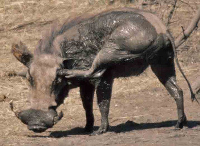 Muddied Warthog