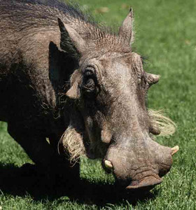 Warthog