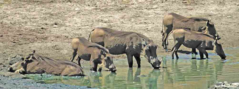 Warthog Drinking