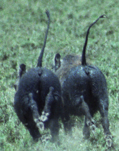 Warthog Tails