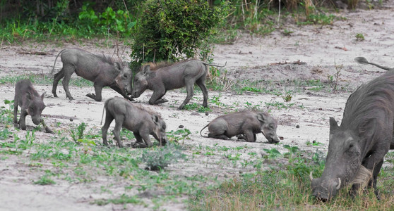 Warthog Family