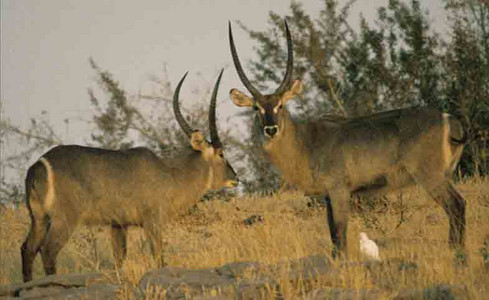 Waterbuck