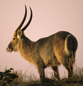 Waterbuck