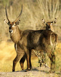 Waterbuck