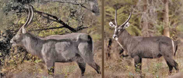 Waterbuck