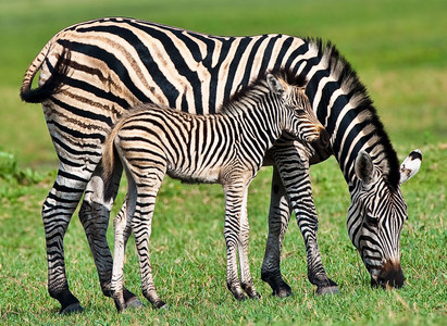 Zebra Colt
