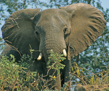 Bull Elephant