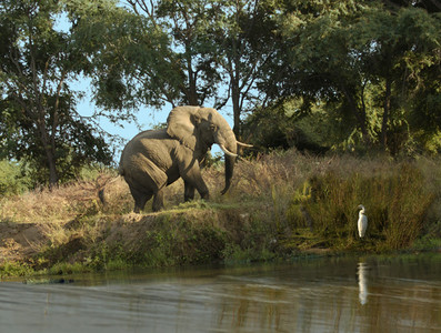 Tranquil Elephant