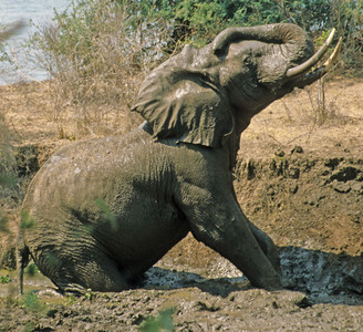 Elephant Bathing