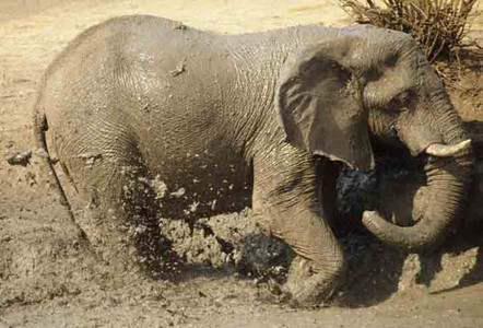 Elephant Mudding