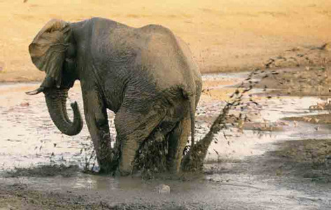 Elephant Mudding
