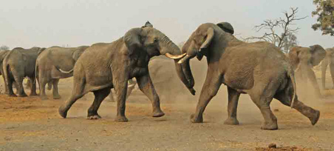 Water Hole Confrontation