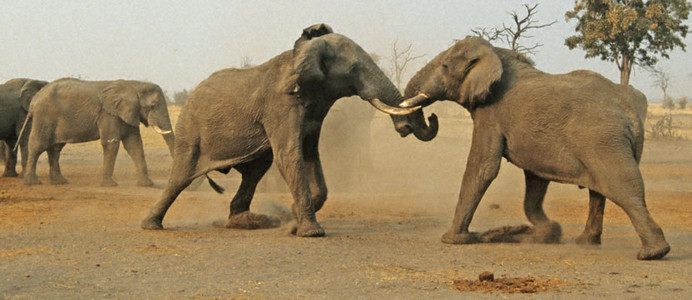 Water Hole Confrontation