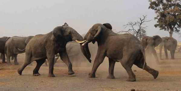 Water Hole Confrontation