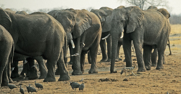 Jackel Prowling among Elephants