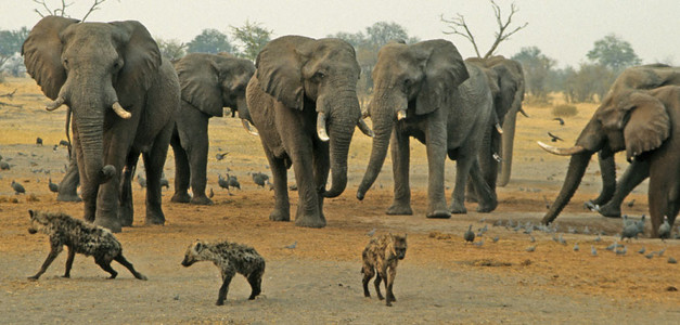 Elephants Confronting Jackals and Hyenas