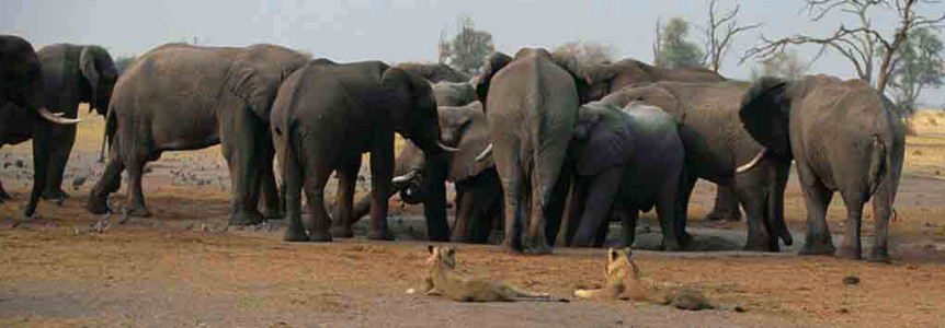 Elephants with Lionesses