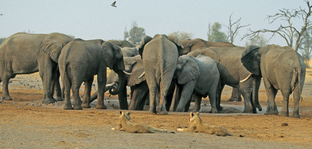 Elephants with Lionesses