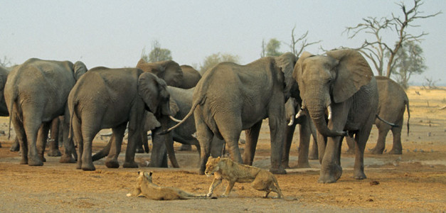 Elephant Confronts Lionesses