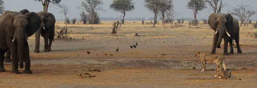 Elephant Chases Lionesses-6th Image