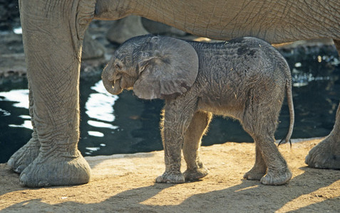 Baby Elephant
