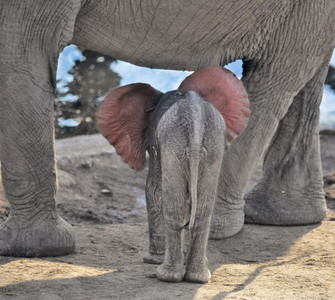 Baby Elephant