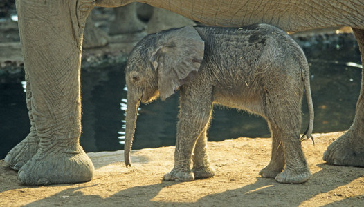 Baby Elephant