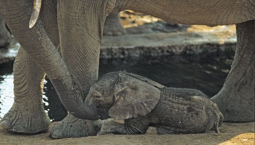 Baby Elephant
