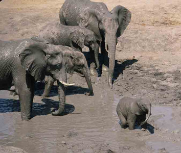 Baby Elephant in Mud