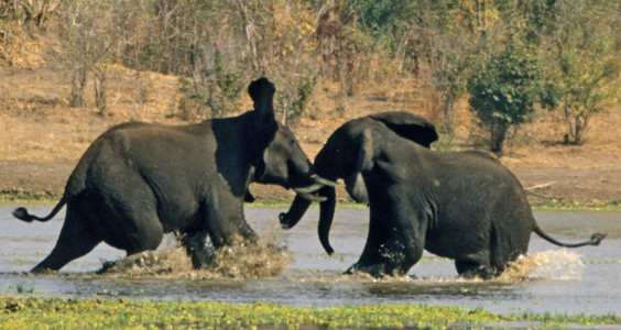 Elephant Play Fight