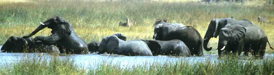 Elephant Bulls in Water