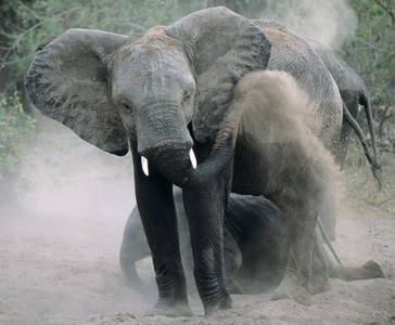 Elephants Dusting
