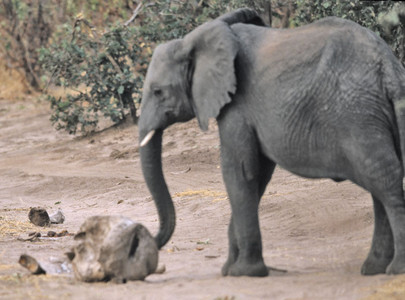Elephants with Skull