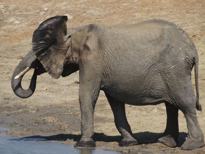 Elephant in Wire Snare