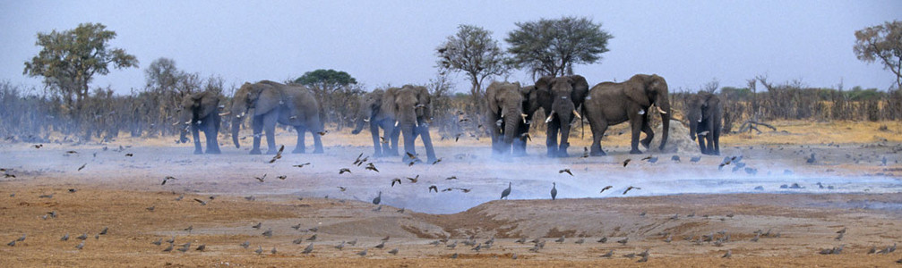 Burning Elephant Dung