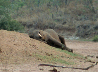 Resting Bull Elephant