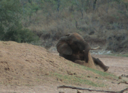 Resting Bull Elephant