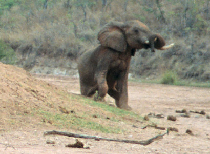 Resting Bull Elephant