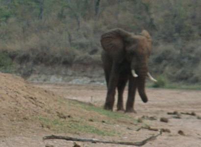 Resting Bull Elephant