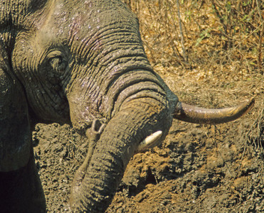 Muddied Elephant