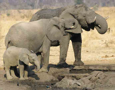 Elephants Drinking