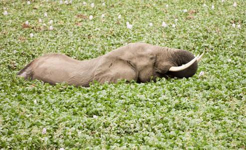 Elephant Eating Hyacinth