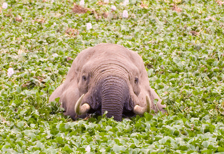 Elephant Eating Hyacinth