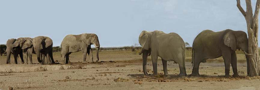 Elephant Scratching Head